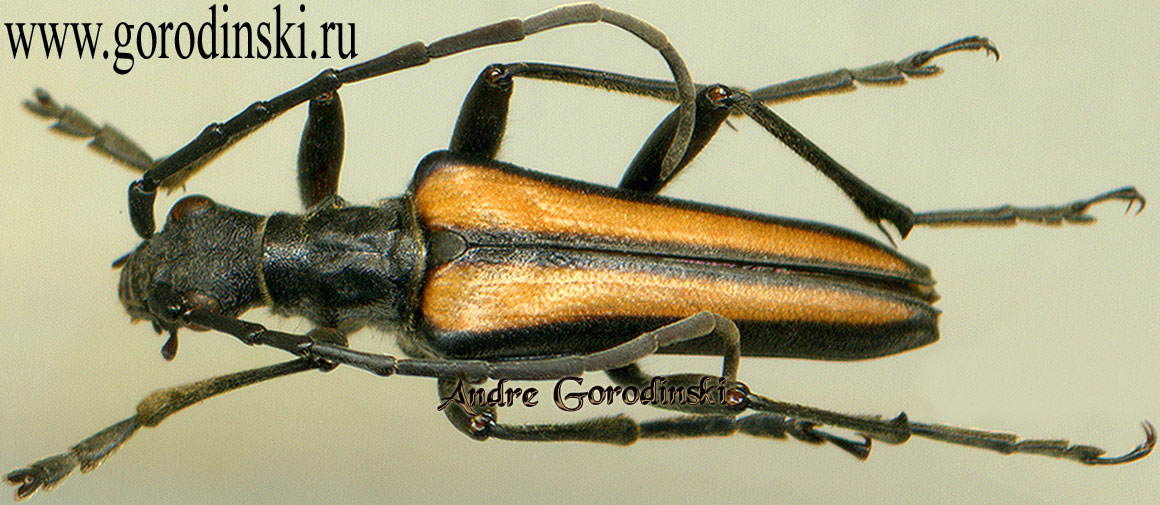 http://www.gorodinski.ru/cerambyx/Stenocorus longevittatus.jpg